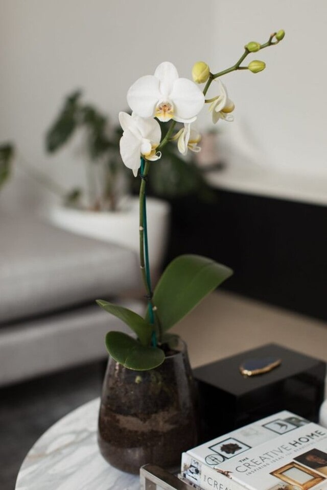 7749 điều chỉ có ở lan hồ điệp mini khiến người yêu hoa “u mê” - Chăm sóc lan tiểu hồ điệp cực kỳ đơn giản 7749 điều chỉ có ở lan hồ điệp mini khiến người yêu hoa “u mê” - Chăm sóc lan tiểu hồ điệp cực kỳ đơn giản