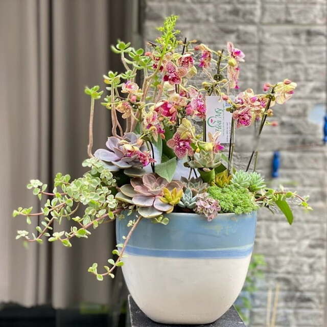 7749 điều chỉ có ở lan hồ điệp mini khiến người yêu hoa “u mê” - Món quà tặng vừa độc đáo, vừa ý nghĩa 7749 điều chỉ có ở lan hồ điệp mini khiến người yêu hoa “u mê” - Món quà tặng vừa độc đáo, vừa ý nghĩa