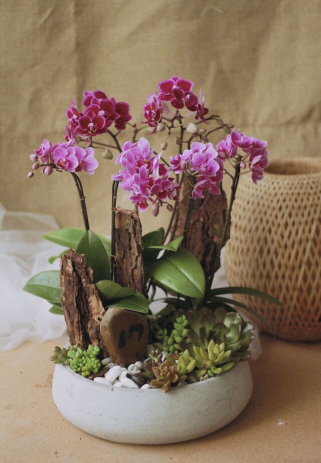 7749 điều chỉ có ở lan hồ điệp mini khiến người yêu hoa “u mê” - Thời gian nở hoa lan tiểu hồ điệp lâu 7749 điều chỉ có ở lan hồ điệp mini khiến người yêu hoa “u mê” - Thời gian nở hoa lan tiểu hồ điệp lâu