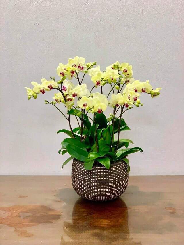 7749 điều chỉ có ở lan hồ điệp mini khiến người yêu hoa “u mê” - khiến không gian trở nên bừng sáng 7749 điều chỉ có ở lan hồ điệp mini khiến người yêu hoa “u mê” - khiến không gian trở nên bừng sáng