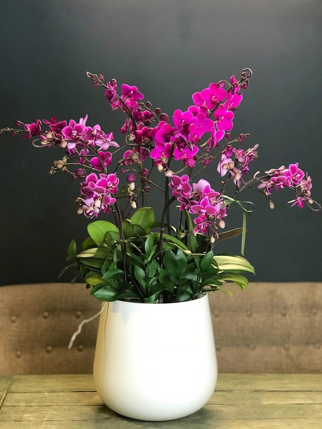 7749 điều chỉ có ở lan hồ điệp mini khiến người yêu hoa “u mê” - luôn tỏa ra năng lượng tích cực, giúp xả stress 7749 điều chỉ có ở lan hồ điệp mini khiến người yêu hoa “u mê” - luôn tỏa ra năng lượng tích cực, giúp xả stress