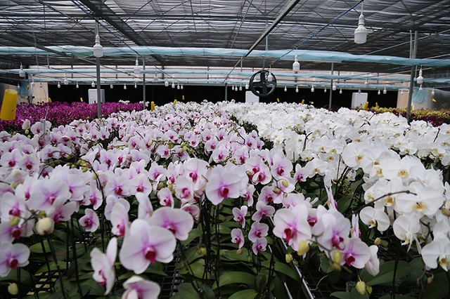 Bạn nên sử dụng lưới để giảm bớt ánh nắng trực tiếp vào cây lan hồ điệp Bạn nên sử dụng lưới để giảm bớt ánh nắng trực tiếp vào cây lan hồ điệp