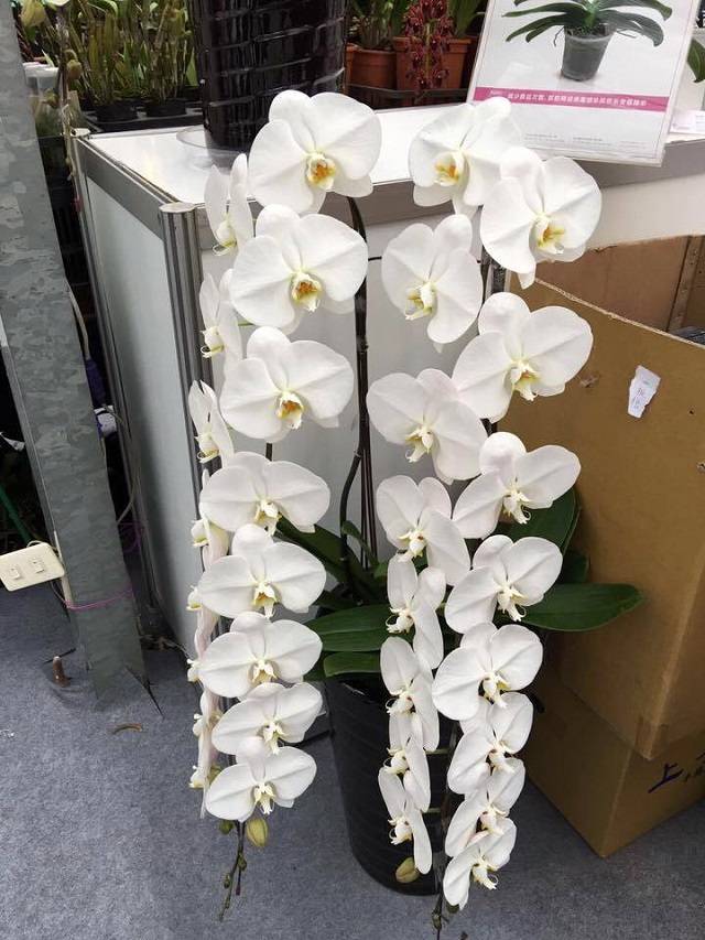 Bạn nhớ đặt chậu nữ hoàng hồ điệp ở những vị trí thoáng khí, có đủ ánh sáng nhưng không bị ánh nắng gay gắt chiếu trực tiếp Bạn nhớ đặt chậu nữ hoàng hồ điệp ở những vị trí thoáng khí, có đủ ánh sáng nhưng không bị ánh nắng gay gắt chiếu trực tiếp