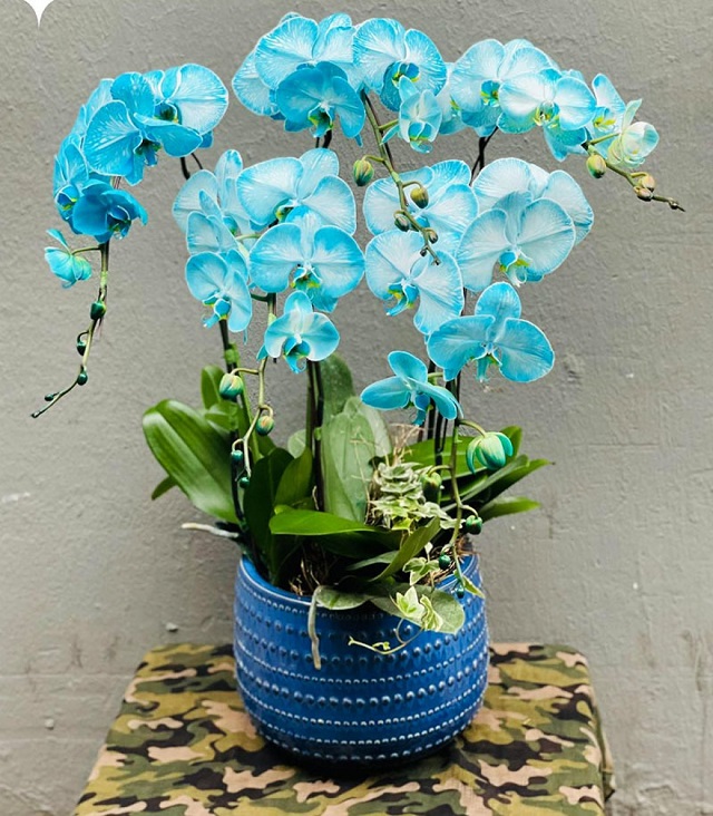 Bí ẩn đằng sau hoa lan hồ điệp xanh bạn có tò mò? Bí ẩn đằng sau hoa lan hồ điệp xanh bạn có tò mò?