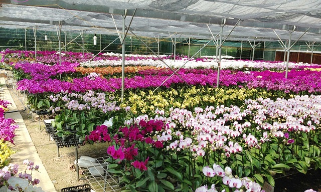 Các loại lan hồ điệp rất đa dạng về chủng loại màu sắc Các loại lan hồ điệp rất đa dạng về chủng loại màu sắc