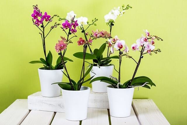 Các nhà vườn luôn phải duy trì nhiệt độ dưới 18 độ vào ban đêm và dưới 28 độ vào ban ngày thì hoa mới lâu tàn