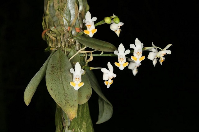 Cách trồng hoa lan hồ điệp rừng khá đơn giản Cách trồng hoa lan hồ điệp rừng khá đơn giản