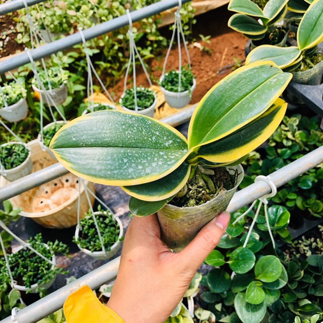 Cần đảm bảo tưới nước đúng và đủ cho cây hồ điệp lá phát tài