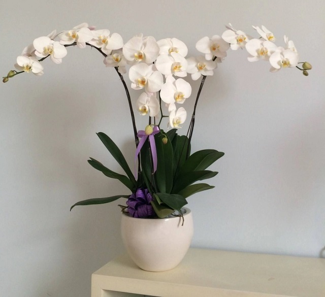 Cần hiểu rõ đặc tính của mỗi giống lan hồ điệp để có phương pháp kích thích phù hợp