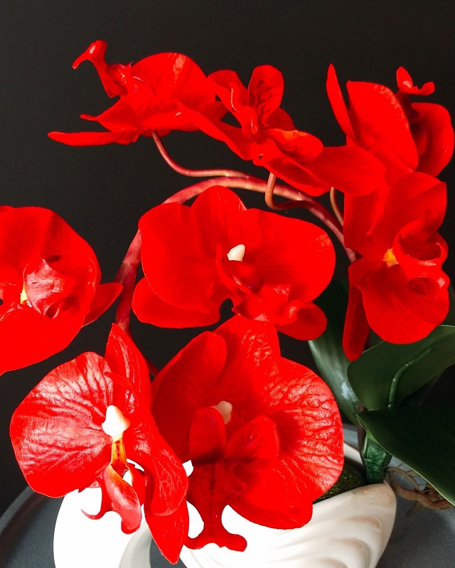 Cần lưu ý gì khi mua hoa lan hồ điệp đỏ trên thị trường?