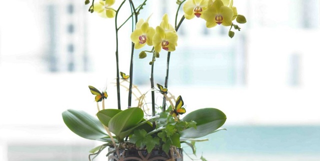 Cây lan hồ điệp cũng cần chút ánh nắng nhẹ để có thể quang hợp và phát triển khỏe mạnh Cây lan hồ điệp cũng cần chút ánh nắng nhẹ để có thể quang hợp và phát triển khỏe mạnh