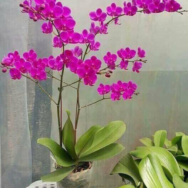 Cây lan hồ điệp mãn thiên hồng cần được chăm sóc trong điều kiện tốt để hoa nở đẹp