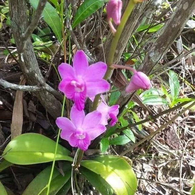 Chăm sóc hồ điệp rừng cần đảm bảo độ ẩm cho cây Chăm sóc hồ điệp rừng cần đảm bảo độ ẩm cho cây