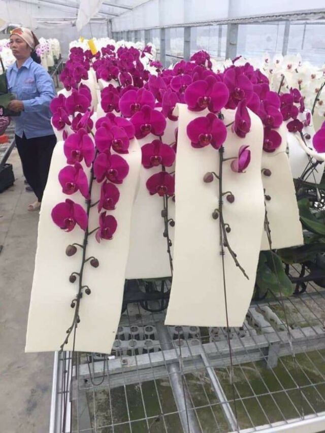 Chậu lan nữ hoàng hồ điệp dù được đặt ở không gian rộng hay hẹp thì đều khiến nơi đó bừng lên sự sang trọng và đẳng cấp Chậu lan nữ hoàng hồ điệp dù được đặt ở không gian rộng hay hẹp thì đều khiến nơi đó bừng lên sự sang trọng và đẳng cấp