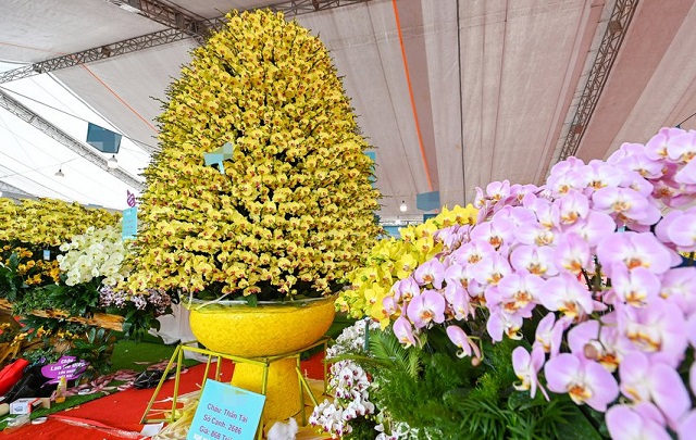 Chậu hồ điệp khủng màu vàng trưng đại sảnh dịp Tết tượng trưng cho sự giàu sang, phú quý