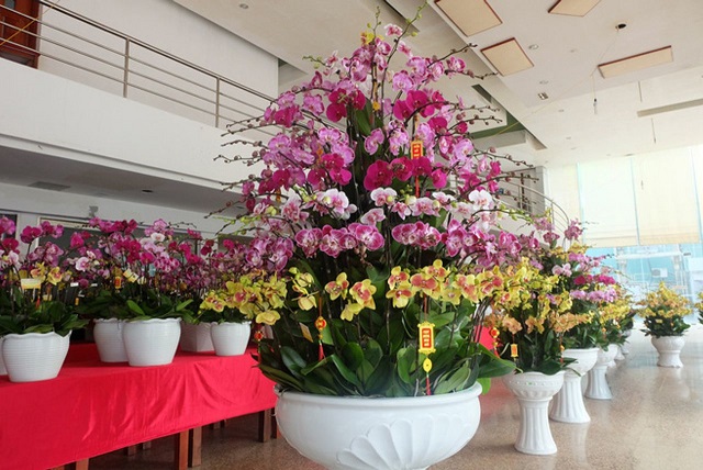 Chậu hồ điệp khủng trưng đại sảnh tạo ấn tượng tốt và thu hút may mắn, tài lộc