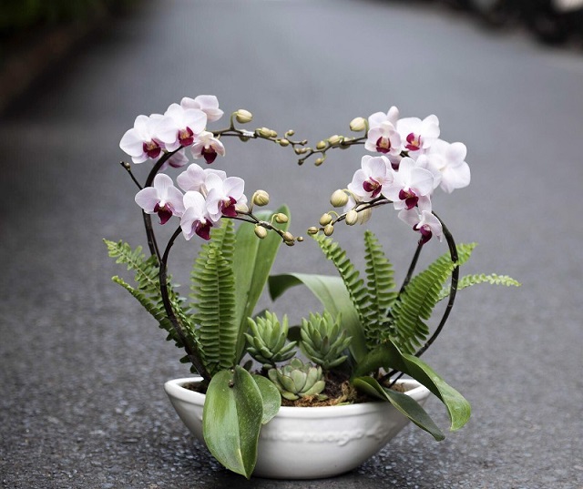 Chậu hồ điệp nhí cánh trắng lưỡi đỏ ghép trong chậu thuyền vô cùng độc đáo