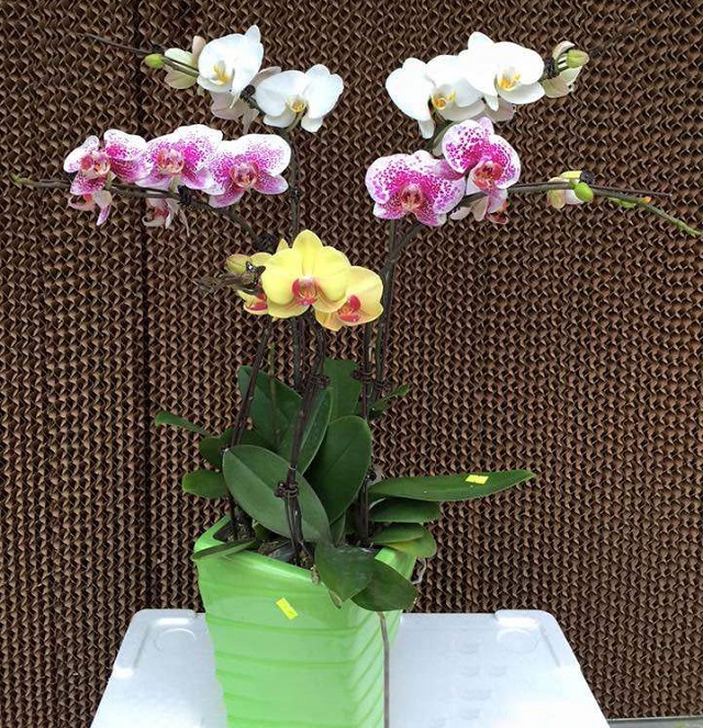 Chậu hồ điệp nhí đa sắc mang ý nghĩa về sự sung túc, sum vầy