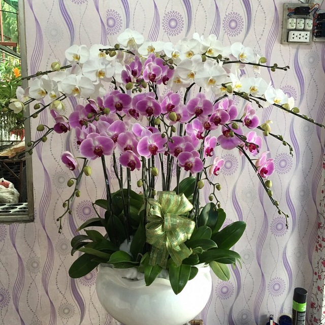 Chậu hồ điệp nhí tượng trưng cho rất nhiều ý nghĩa tốt đẹp Chậu hồ điệp nhí tượng trưng cho rất nhiều ý nghĩa tốt đẹp