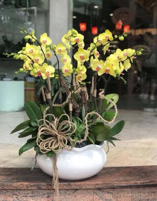 Chậu hoa lan hồ điệp màu vàng thích hợp với người mệnh Kim