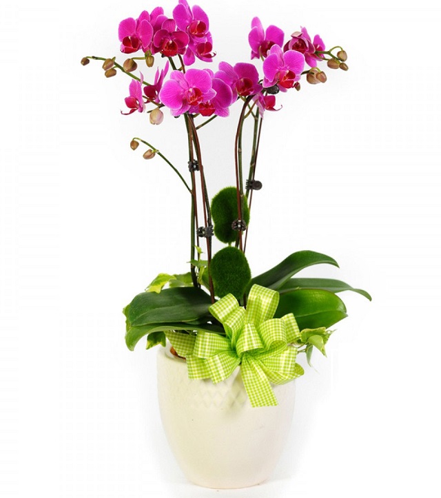 Chậu hoa lan hồ điệp nhí có kích thước khiêm tốn phù hợp trang trí ở nhiều không gian Chậu hoa lan hồ điệp nhí có kích thước khiêm tốn phù hợp trang trí ở nhiều không gian