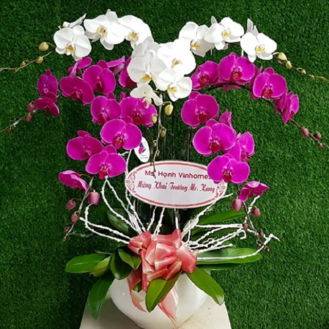 Chậu hoa lan khai trương kết hợp nhiều màu sắc khác nhau