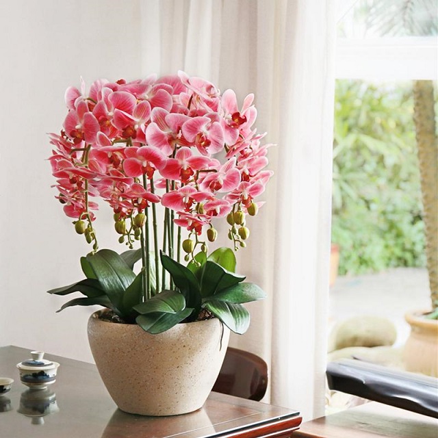 Chậu hoa lan nhỏ để bàn mang giá trị phong thủy rất tốt