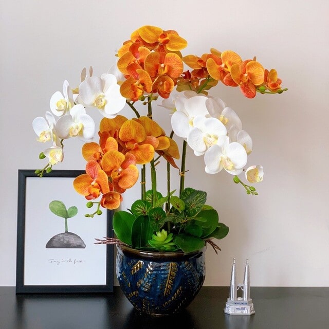 Chậu lan hồ điệp đại sẽ có giá bán không giống giá bán theo cành Chậu lan hồ điệp đại sẽ có giá bán không giống giá bán theo cành