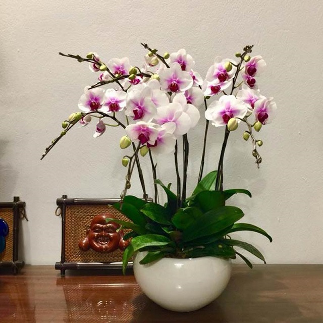 Chậu lan hồ điệp để bàn toát lên vẻ đẹp sang trọng cho không gian nội thất