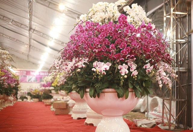 Chậu lan hồ điệp khủng được ghép từ rất nhiều cành lan màu sắc khác nhau