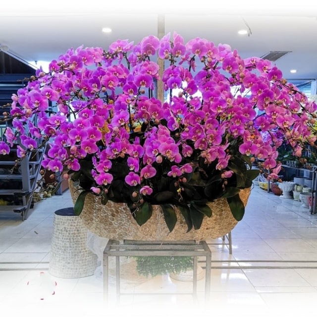 Chậu lan hồ điệp màu tím là món quà đẳng cấp, sang trọng mừng khai trương, khánh thành, ra mắt sản phẩm, thành lập chi nhánh,...