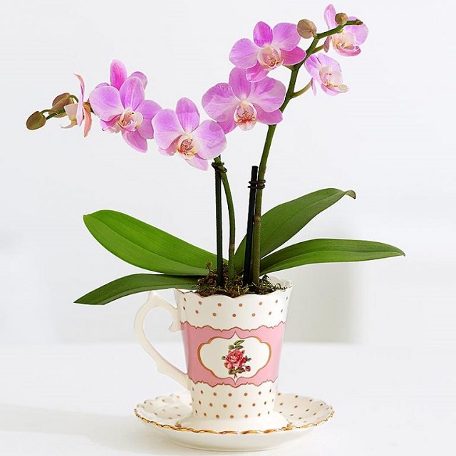 Chậu lan hồ điệp mini để bàn mang vẻ đẹp vô cùng cuốn hút