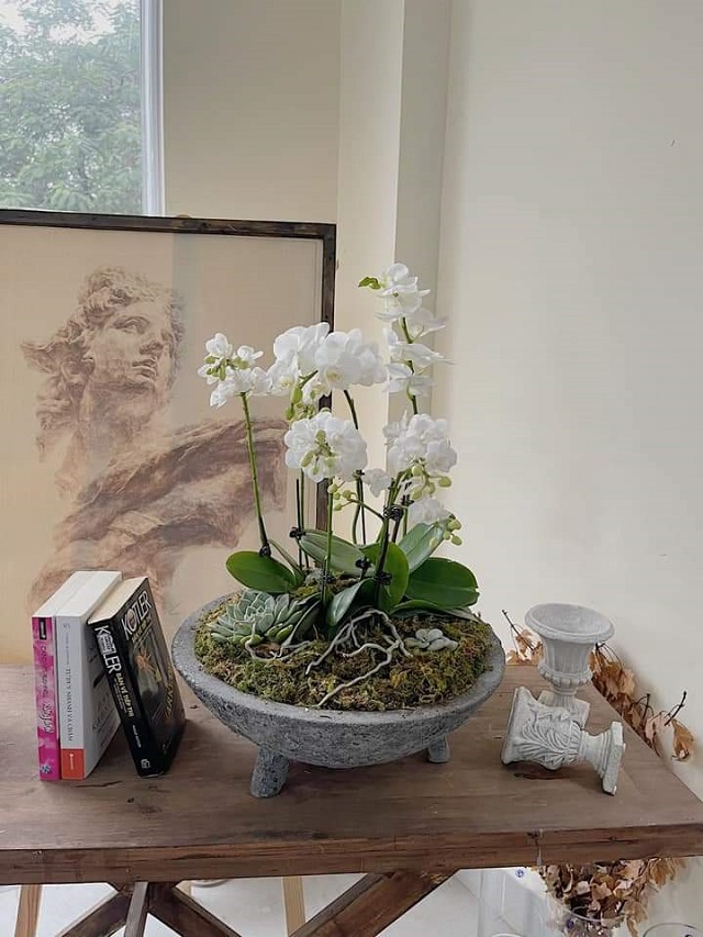 Chậu lan hồ điệp thích hợp để trang trí ở nhiều không gian khác nhau