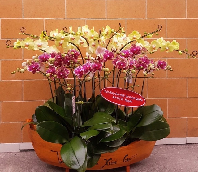 Chậu lan hồ điệp thuận buồm xuôi gió mang ý nghĩa về sự thuận lợi hanh thông trong mọi việc Chậu lan hồ điệp thuận buồm xuôi gió mang ý nghĩa về sự thuận lợi hanh thông trong mọi việc