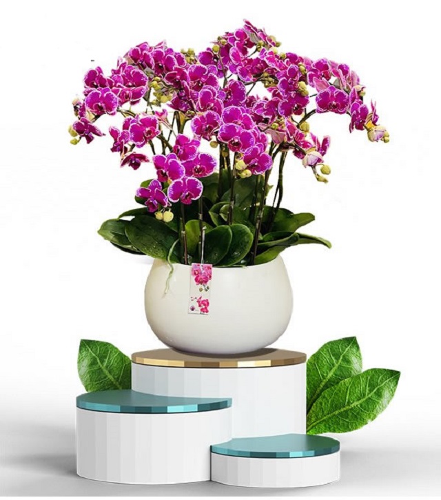 Chậu lan hồ điệp tím đốm nổi bật trên chiếc chậu sứ trắng vô cùng sang trọng