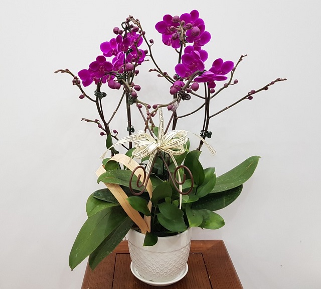 Chậu lan mãn thiên hồng để bàn được rất nhiều người yêu thích bởi vẻ đẹp thanh tao, tinh tế