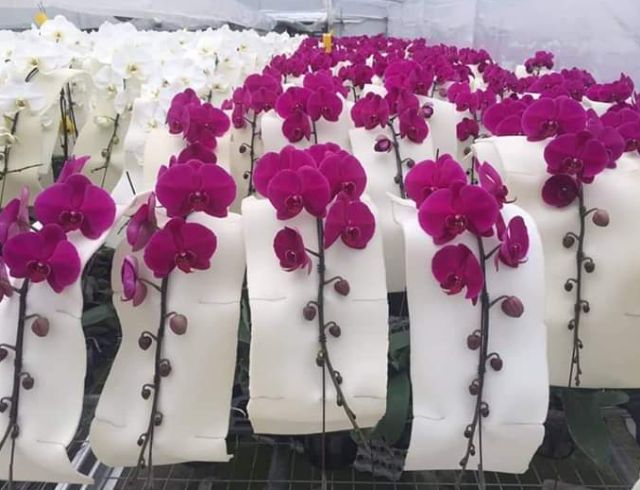 Chăm sóc lan hồ điệp nữ hoàng là một việc không hề nhàn hạ và đơn giản, bạn cần xác định tinh thần trước khi “đưa nàng về dinh” Chăm sóc lan hồ điệp nữ hoàng là một việc không hề nhàn hạ và đơn giản, bạn cần xác định tinh thần trước khi “đưa nàng về dinh”