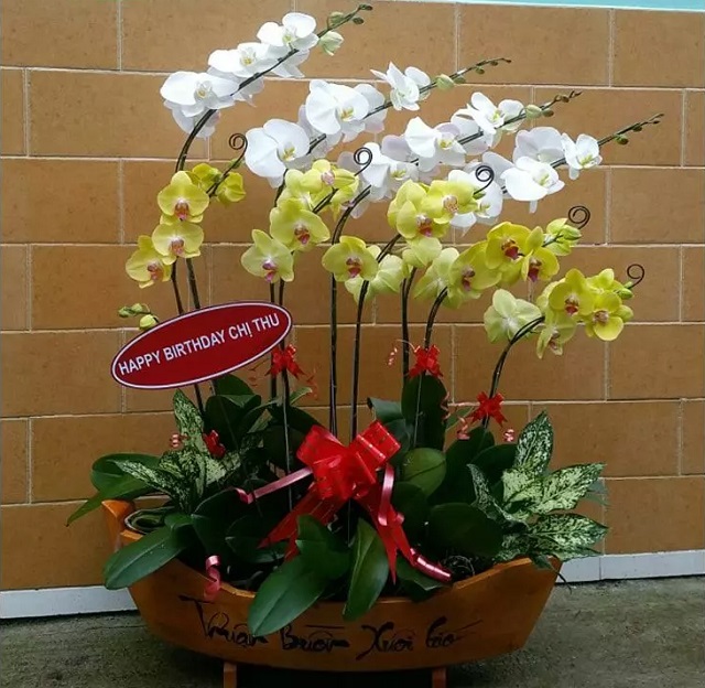 Chậu lan thuận buồm xuôi gió được thiết kế rất ấn tượng, độc đáo Chậu lan thuận buồm xuôi gió được thiết kế rất ấn tượng, độc đáo
