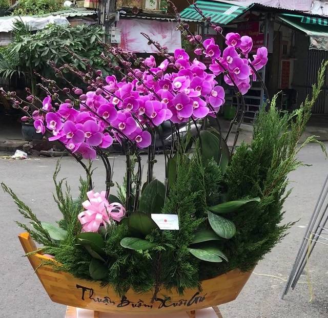Chậu lan thuận buồm xuôi gió màu tím sang trọng và quý phái Chậu lan thuận buồm xuôi gió màu tím sang trọng và quý phái
