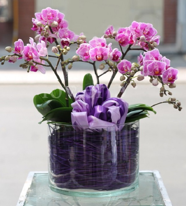 Chậu lan tiểu hồ điệp mang hương sắc vô cùng đẹp mắt được nhiều người yêu thích