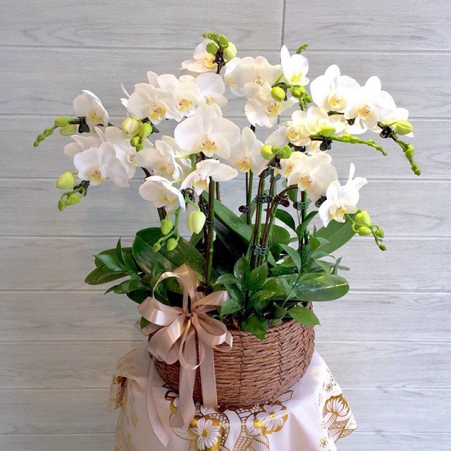 Chậu tiểu lan hồ điệp màu trắng mang vẻ đẹp tinh khôi, trang nhã