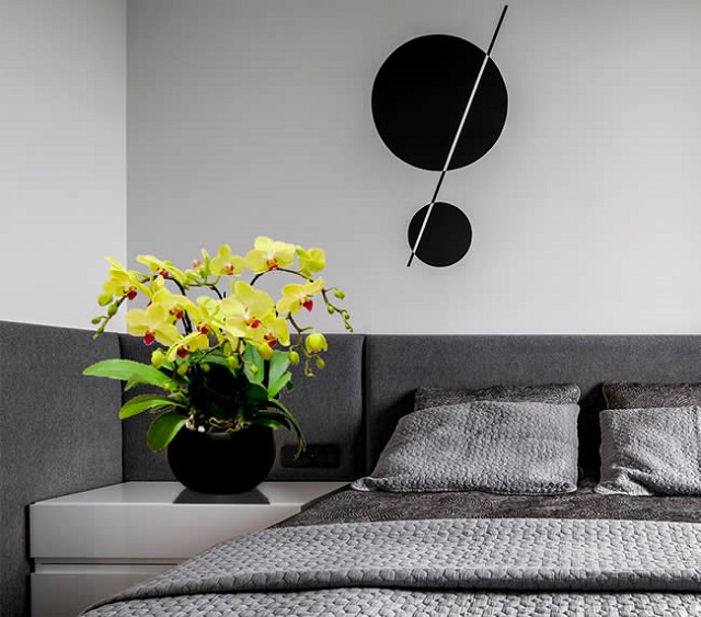 Chậu tiểu lan hồ điệp màu vàng với màu sắc tươi vui, ấm áp