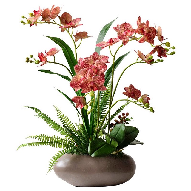 Chọn chậu lan hồ điệp để bàn đẹp cần dựa trên nhiều tiêu chí khác nhau