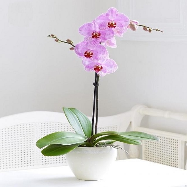 Chọn chậu lan hồ điệp mini trang trí phòng khách cần phù hợp với thiết kế căn phòng Chọn chậu lan hồ điệp mini trang trí phòng khách cần phù hợp với thiết kế căn phòng