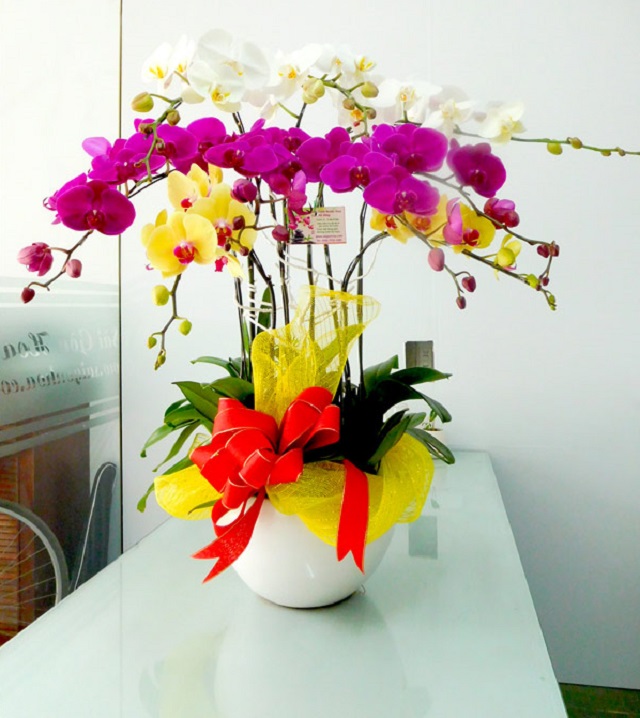 Chọn chậu lan hồ điệp mừng khai trương dựa vào kiểu dáng thiết kế của chậu hoa