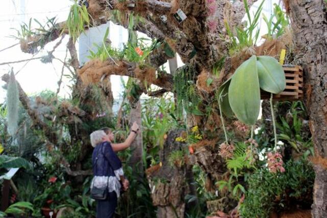 Có rất nhiều loại lan hồ điệp ở Việt Nam nhưng lan khổng lồ thì nghe còn khá mới lạ