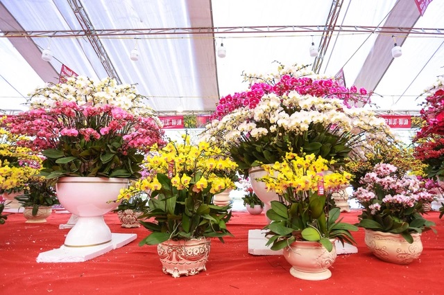 Có rất nhiều mẫu thiết kế chậu lan khủng thích hợp trưng đại sảnh