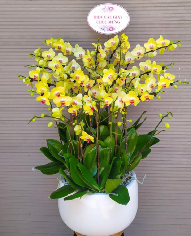 Cửa hàng Vườn Lan Đà Lạt cung cấp nhiều mẫu chậu hoa lan mừng khai trương đẹp, chất lượng, giá tốt