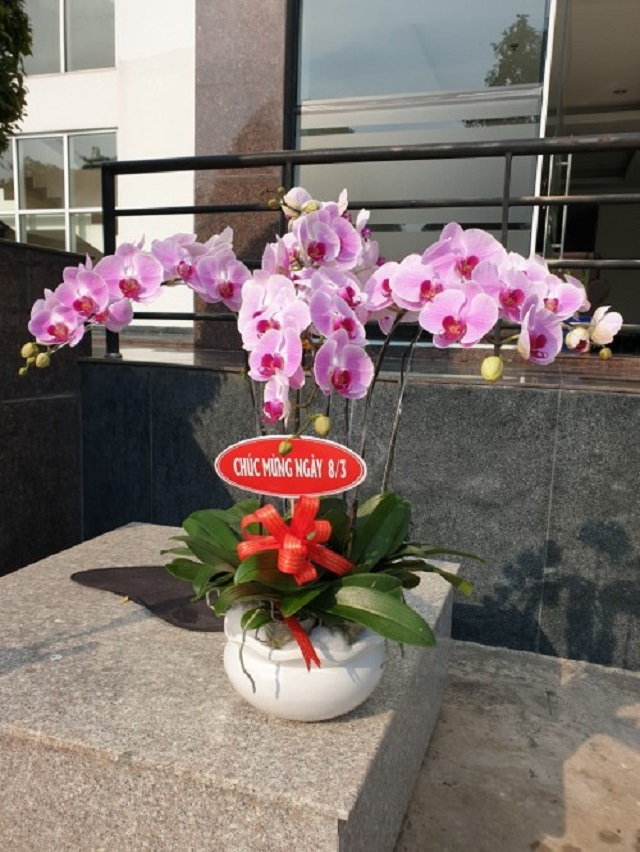 Cửa hàng Vườn Lan Hồ Điệp Đà Lạt là nơi cung cấp hoa đẹp và chất lượng