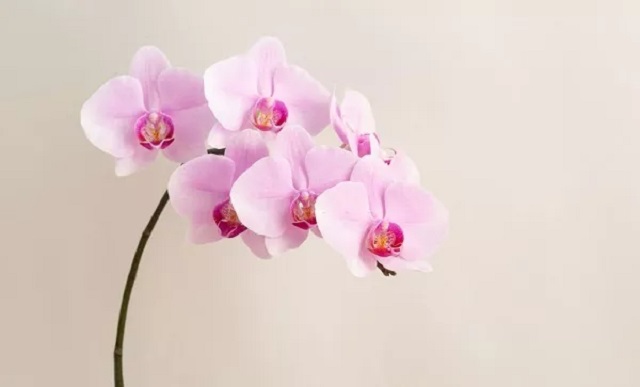 Đảm bảo các điều kiện về ánh sáng, nhiệt độ, nước tưới, lan hồ điệp hồng sẽ tươi rất lâu